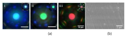 (a) Optical-microscopy reflection-mode images of CLCsolid droplets after chiral-dopant extraction with (i) red, (ii) green, and (iii) blue reflection colours at the centre, corresponding to the CLC mixtures with ϕ = 20, 24, and 31 wt%, respectively; Insets in (a) show images focused on cross-communication spots, and scale bars in (a) represent 10 μm, and (b) SEM image of cross section of CLCsolid droplets (ϕ = 31.4 wt%) after CB15 extraction and drying. [Mater. Horiz., 2017, 4, 633-640, 대표연구 실적 3]