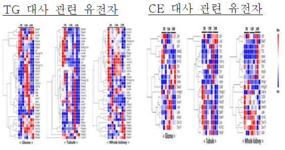 노화에 따른 신장의 각 분획별 지질대사 관련 유전자 발현의 변화