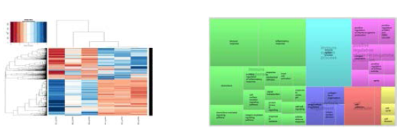 아데닌 유도 신섬유화 기전 (RNAseq data)