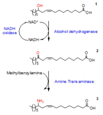 리시놀레산 (1)으로부터 12-amino-octadec-9-enoic acid (3)의 생합성 경로