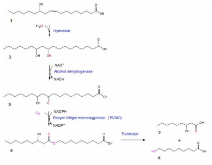 리시놀레산 (1)으로부터 폴리하이드록시 지방산 (2), 하이드록시/키토 지방산 (3), 에스터 지방산 (4) 및 C9 지방산 (5), (6)의 생합성 경로