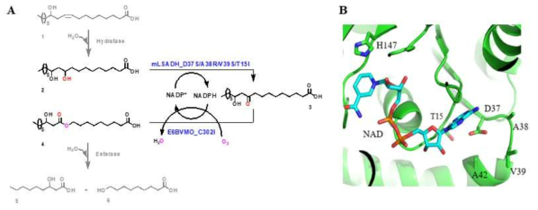 Redox neutral 지방산 생물전환 경로 (A)와 ADH의 조효소 결합 부위 및 엔지니어링 타겟 (B)