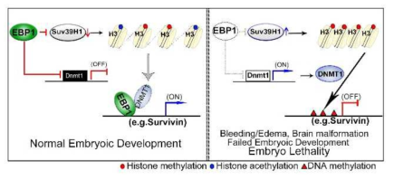 EBP에 의한 후성유전조절과 배발생/뇌발달 관계