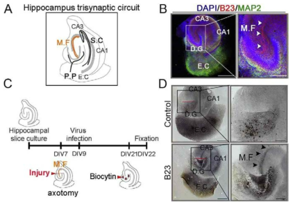 B23 promotes mossy fiber path reconstitution in the hippocampus