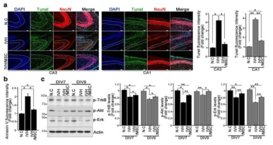 hUCB-MSC treatment promotes neuronal survival in the hippocampus through activation of BDNF signaling