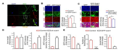 SIAH mediated AKT3 degradation controls axon growth and branching