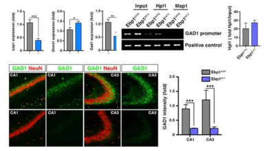 GAD67 expression and methylation in Ebp1-KO mice