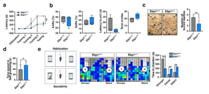 Ebp1 heterozygous mutants display SZ-like behaviors