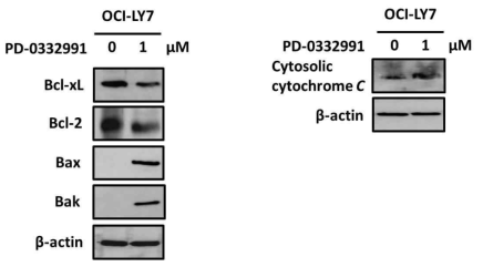 광범위 큰 B 세포 림프종세포주인 OCI-LY7에서 PD-0332991에 의한 세포자멸도에 기여하는 여러 가지 세포내 신호전달 분자의 활성 평가도