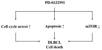 광범위 큰 B 세포 림프종의 다양한 세포주에서 PD-0332991에 의한 세포사에 기여하는 여러 가지 세포내 신호전달 경로 평가도