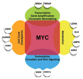 MYC synthetic lethality