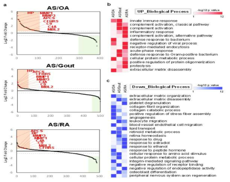 (a) Reverse cumulative plots of protein fold change in the synovial fluid from each disease group. The most commonly upregulated 8 proteins (HP, MMP1, MMP3, APCS, CFHR5, C9, C4A, and MBL2) are highlighted. (b-c) Gene ontology (GO) analysis of differentially expressed proteins in the synovial fluid of the AS group compared to in the OA, gout, and RA groups. Heatmaps showing significantly enriched GO biological process terms (p < 0.05) for differentially expressed proteins. The red color in the heatmap indicates a significant upregulation (b) and blue color indicates downregulation of the biological process (c)