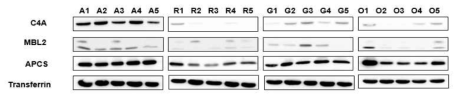 In the Independent sample {AS (n=5), RA (n=5), Gout (n=5), OA(n=5) }, validation of C4A, MBL2, APCS was performed. C4A has been improved in AS, and other proteins have similar levels. (A-AS, R-RA, G-Gout, O-OA)