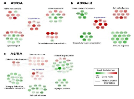 Network modelling of differentially expressed proteins in the synovial fluid of the AS group versus the (a) OA, (b) gout and (c) RA group. Protein-protein interaction network showing the biological processes affected, including the immune response, platelet degranulation, cell-cell adhesion etc. The colors of the nodes represent proteins with increased (red) or decreased (green) levels in the synovial fluid of the AS group compared to in the other groups. The connection between nodes (solid grey lines) shows either a regulatory role or physical interaction between proteins