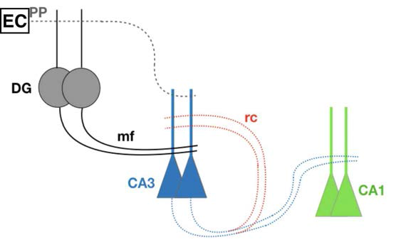 해마의 기능해부학적 모식도. EC, entorhinal cortex; PP, perforant path, 천공경로; DG, dentate gyrus, 치상회절; mf, mossy fiber, 이끼섬유; rc, recurrent connection, 회귀성연결