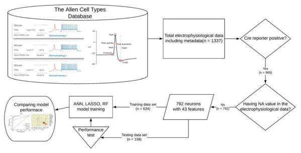 Allen Cell Types Database에서 시각피질 신경세포에 대한 데이터를 얻고 기계학습 모델을 형성하는 과정 (data pipeline)에 대한 모식도