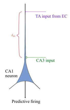 해마 CA1의 장소세포와 기능적 연결