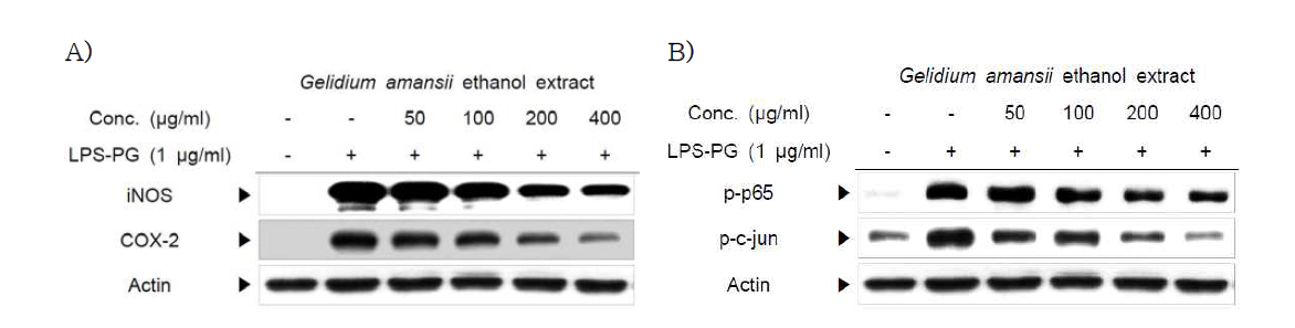 GAEE inhibited protein expression of iNOS, COX-2 (panel A) and their transcription factors, including NFκB and AP-1 (panel B), in LPS-PG-stimulated HGF-1 cells