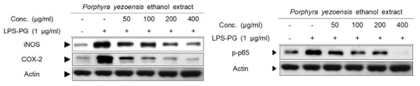 PYEE inhibited protein expression levels of iNOS, COX-2 and their transcription factor, NFκB, in LPS-PG-stimulated HGF-1 cells