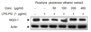 PYEE induced protein expression level of NQO-1 in LPS-PG-activated HGF-1 cells