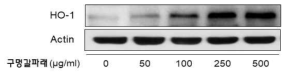 Ulva pertusa Kjellman ethanol extract induced protein expression level of HO-1, one of antioxidative enzymes, in RAW 264.7 cells