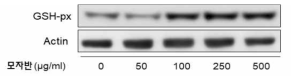 Sargassum fulvellum ethanol extract induced protein expression level of GSH-px in RAW 264.7 cells