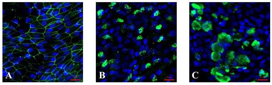 호흡기 줄기세포의 호흡 점막 상피로의 분화 (immunofluorescence staning. D29, A: ZO-1/DAPI, B: tubulin/DAPI, C: MUC5AC/DAPI). 점막상피에 tight junction이 잘 형성되어있으며 (A), tubulin-positive ciliated cells (B)와 MUC5AC-positive goblet cells (C) 도 잘 관찰됨