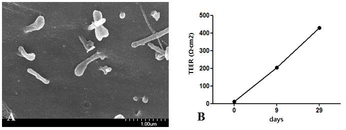 호흡 점막 상피로 분화된 호흡기 줄기세포 (D45) 섬모 조직의 scanning electron microscope (SEM) image (A) 와 tight junction 확인을 위한 Transepithelial electrical resistance (TEER) 측정 (B). 섬모 조직을 관찰할 수 있으며, TEER value는 실제 인체 (TEER: 700~800) 와 65%의 유사성을 보임