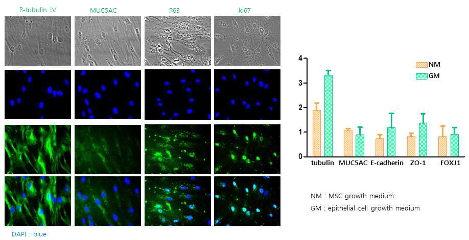 배양액 차이에 따른 분화의 차이 (immunofluorescence staning). 줄기세포 면역화학염색 및 줄기세포 growth 배지와 상피 성장 배지에서 섬모세포, 배상세포와 기저세포와 세포 증식 특이 유전자인 β-tubulin Ⅳ, muc5ac, e-cadherin, zo-1, foxj1 등의 발현 차이 확인함