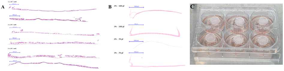 세포수(A) 및 세포외기질(B) 조건에 따른 미세유체 생체모사체 위 분화 조건 실험 (C) 혈관화 구조 하부와 오가노이드 플랫폼 배양