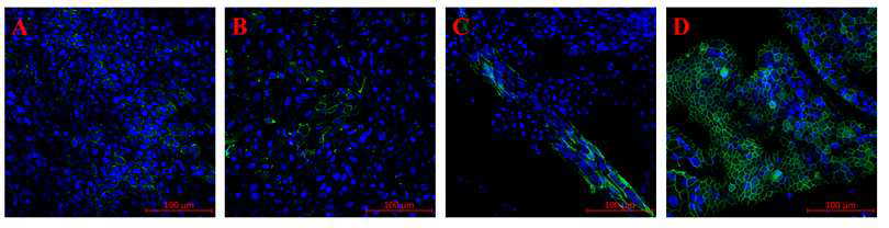 미세유체 생체모사체에 탑재한 호흡기 점막 줄기세포의 1주(A), 2주(B), 3주(C), 4주(D) tight juction (Zo-1: green/ DAPI: blue) (immunofluorescence, x200)