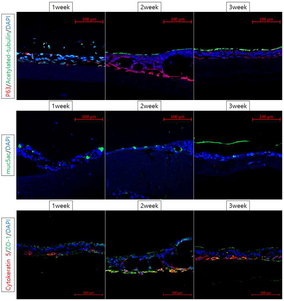 미세유체 생체모사체에 탑재한 호흡기 점막 줄기세포의 주차별 점막분비세포(MUC5AC), 섬모(acetylated-tubulin), 상피세포(cytokeratin) 분화 양상. (immunofluorescence, x200)