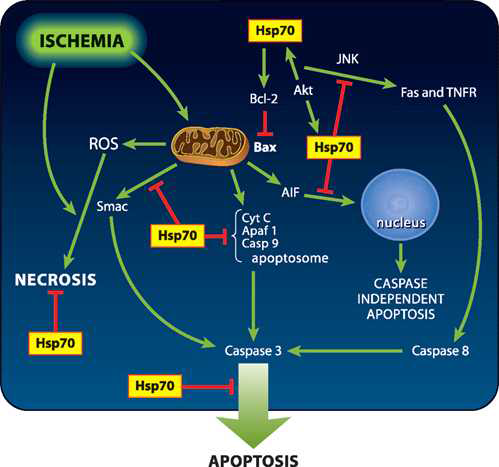 Hsp70의 항염효과 기전 제안 모식도