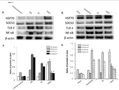 western blot results of SOCS3, TLR4, HSP70 and NF-kB