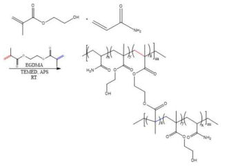 Poly(HEMA-Am)+EGDMA 수화젤 합성