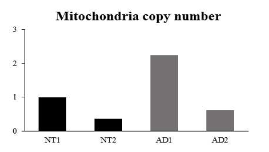 아토피 유도 마우스의 미토콘드리아 복제 수 (NT:미처리군, AD:아토피 유도 모델)