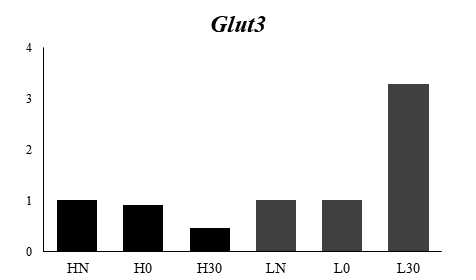 qRT-PCR으로 확인한 각 포도당 조건에서의 원적외선에 의한 glut3 발현 비교 HN:High glucose, H0:High glucose, 0% FIR H30: High glucose 30% FIR LN: Low glucose, L0: Low glucose, 0% FIR L30: Low glucose, 30% FIR