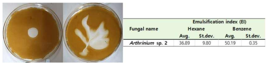 Arthrinium sp. 2의 olive oil 배지 배양 상등액의 oil displacement test 결과(오른쪽 사진은 양성대조군인 1% SDS 처리 사진)와 emulsification index