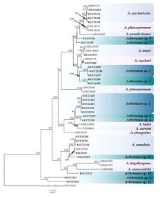 해양유래 Arthrinium 속 28개 균주의 계통수 (reference sequences: 15 taxa)