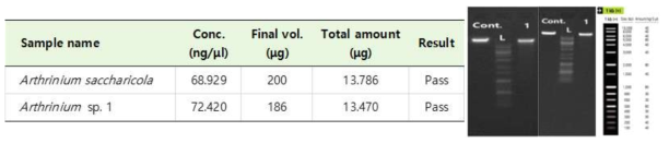 Arthrinium saccharicola와 Arhthrinium sp. 1의 gDNA QC 분석 결과