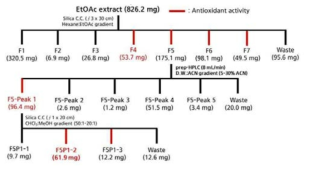 Arthrinium sp. 1 유래 항산화물질 분리 과정