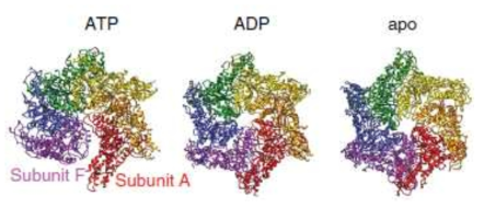 Nucleotide cofactor에 따른 Abo1의 CryoEM 구조. (좌) ATP. (중) ADP. (우) No nucleotide