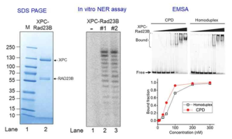 (좌) 정제한 XPC-RAD23B에 대한 SDS PAGE gel 이미지. (중) 정제한 XPC-RAD23B의 활성도를 위한 in vitro NER assay. (우) XPC-RAD23B의 활성도를 위한 CPD가 삽입된 DNA를 사용한 EMSA
