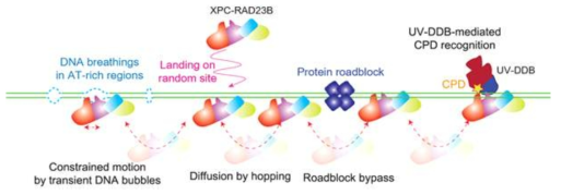 XPC-RAD23B에 의한 DNA 손상 부위 인식 메커니즘