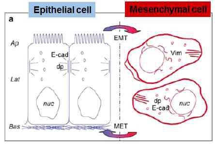 EMT process (Oncogene 2005)