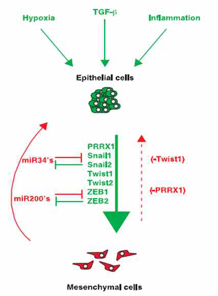 EMT-MET plasticity (Genes Dev. 2013)