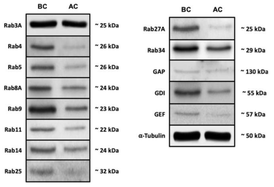 수정능력획득 전후의 Rab 단백질 및 Rab 단백질 조절 단백질의 발현 양상