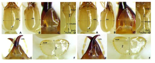 R. speratus kyushuensis (left) and R. speratus speratus (right): A, B, head; C, labrum; D, postmentum; E, mandible; F, pronotum