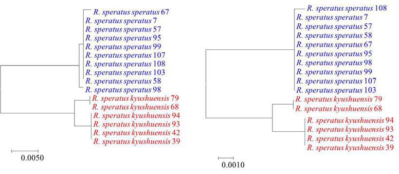 Neighbor-joining trees analyzed based on two datasets, (A) 16 COI sequences and (B) 16 COII sequences