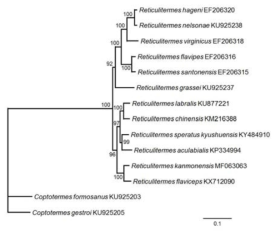 Maximum likelihood estimation of the phylogenetic relationships of two genera Reticulitermes and Coptotermes based on the nucleotide sequence of 13 PCGs in the mitochondrial genome